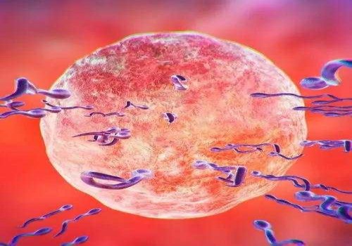 试管婴儿成功也要看胚胎级别，附各等级胚胎划分标准