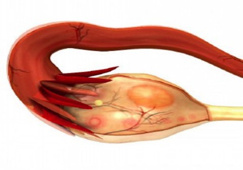 济南供卵试管：排卵日同房易生男孩并不科学，自然受孕都是五十对五十